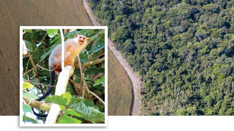 亚马逊森林砍伐线的背景图像被施耐德的狨猴图像覆盖